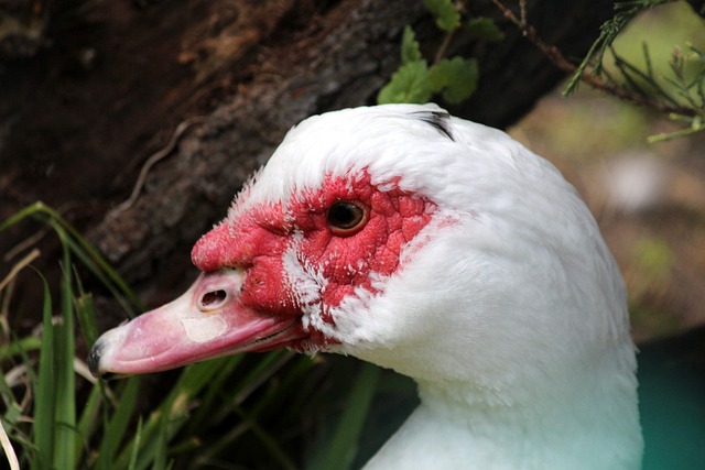 队技战术水 队技战术水